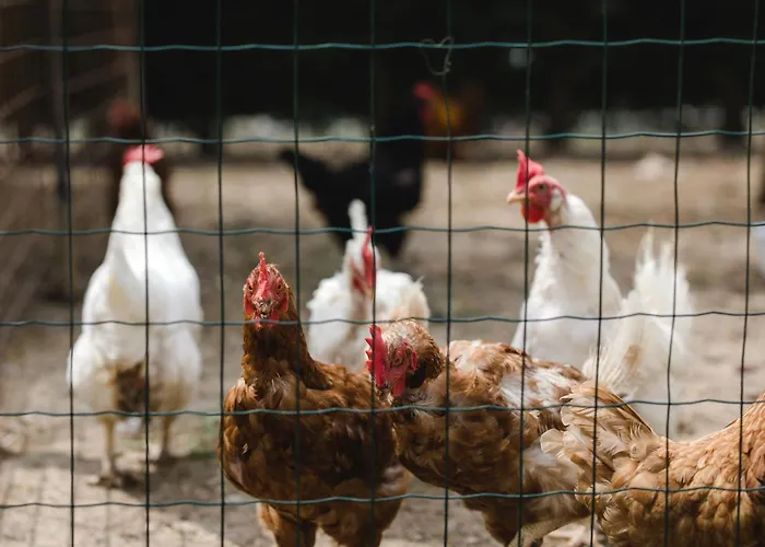 Дом отдыха La Rondinella *